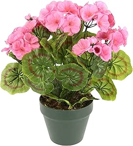 Plantes